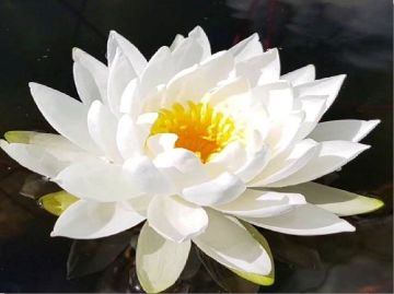 White Sensation (Белая Сенсация)