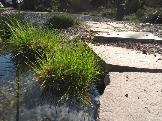 Зона регенерации пруда с высаженными водными растениями