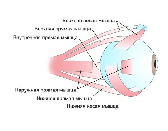 Строение глаза кошки схема с описанием