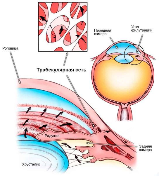 Схема оттока внутриглазной жидкости
