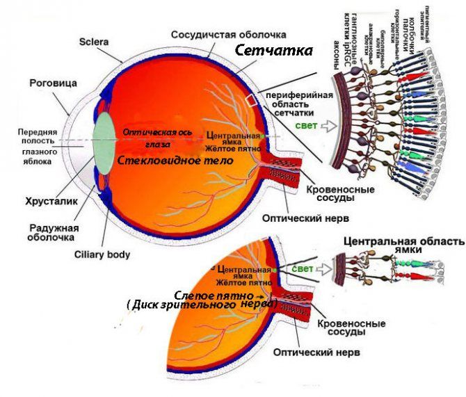 Строение сетчатки глаза человека схема с описанием