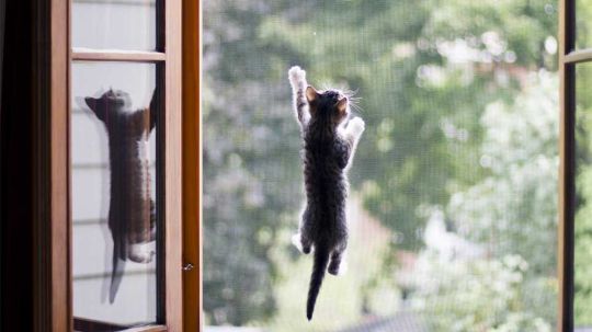 москитные сетки для окон каркасного дома