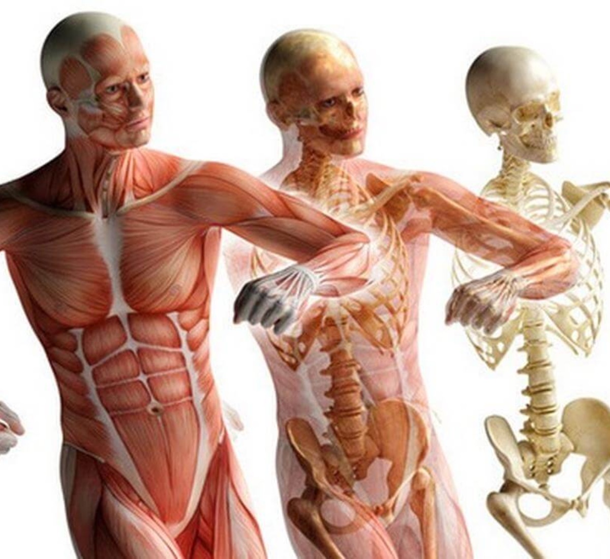 Костно-мышечная система человека