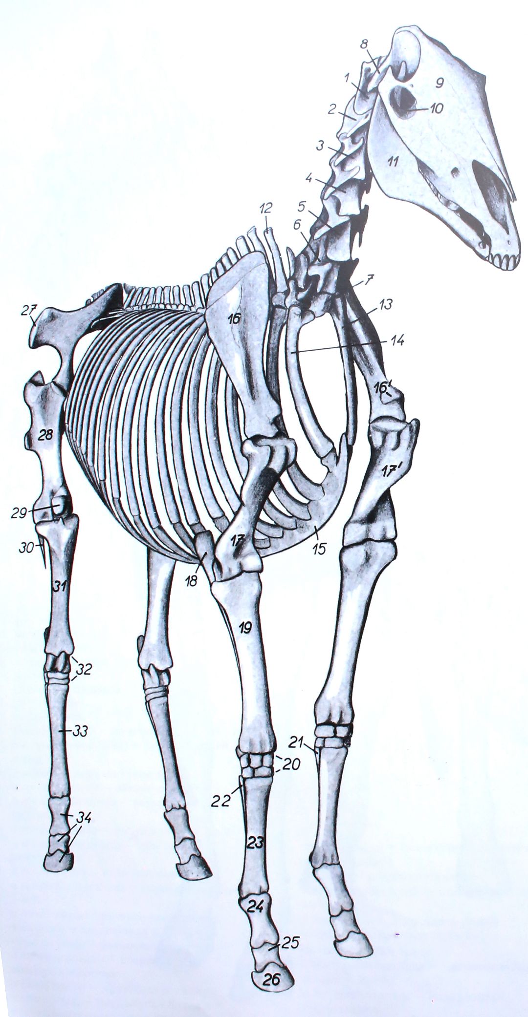 Показать на рисунке переднюю. Скелет лошади спереди. Скелет лошади ракурс спереди. Маклок у лошади скелет. Атлас анатомии лошади.