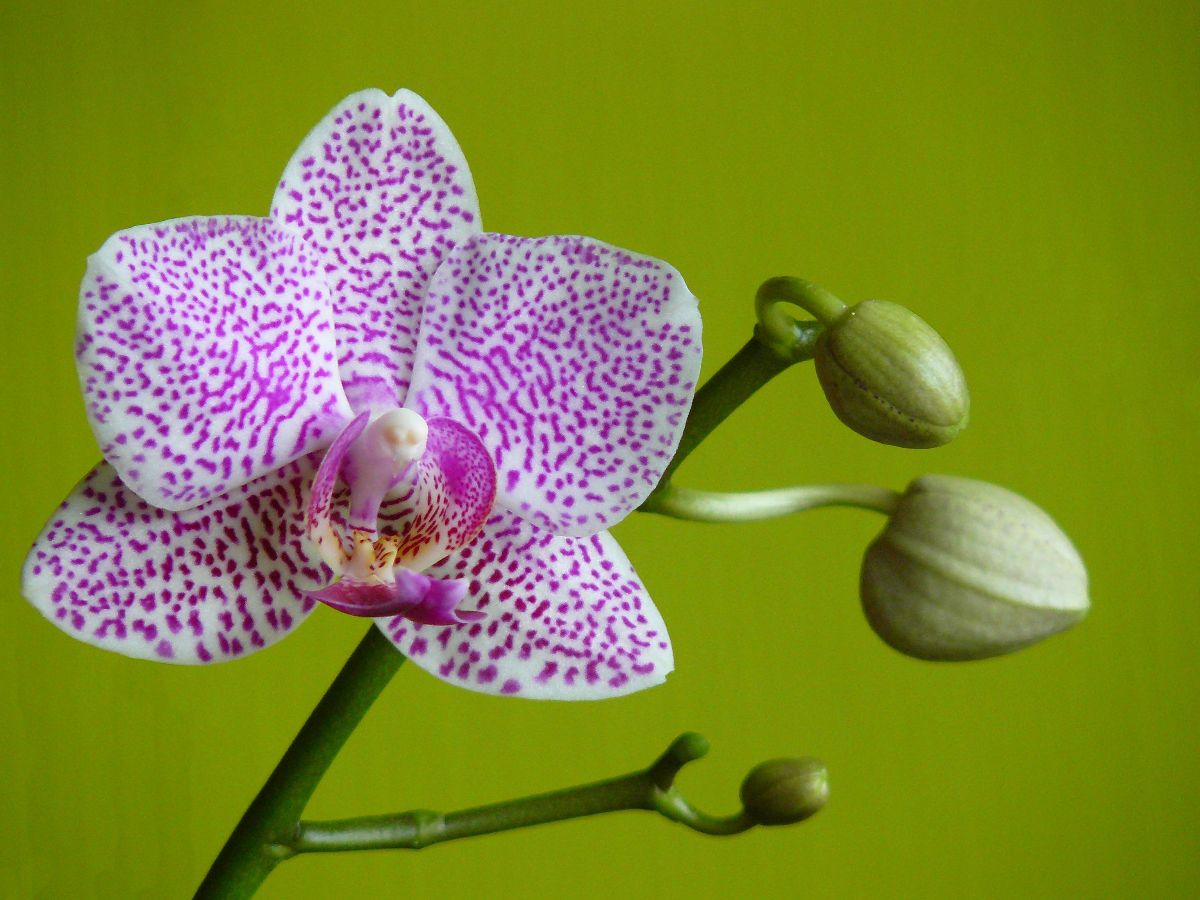 Орхидея чиа йенлин фото