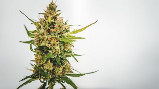 Соцветие марихуаны