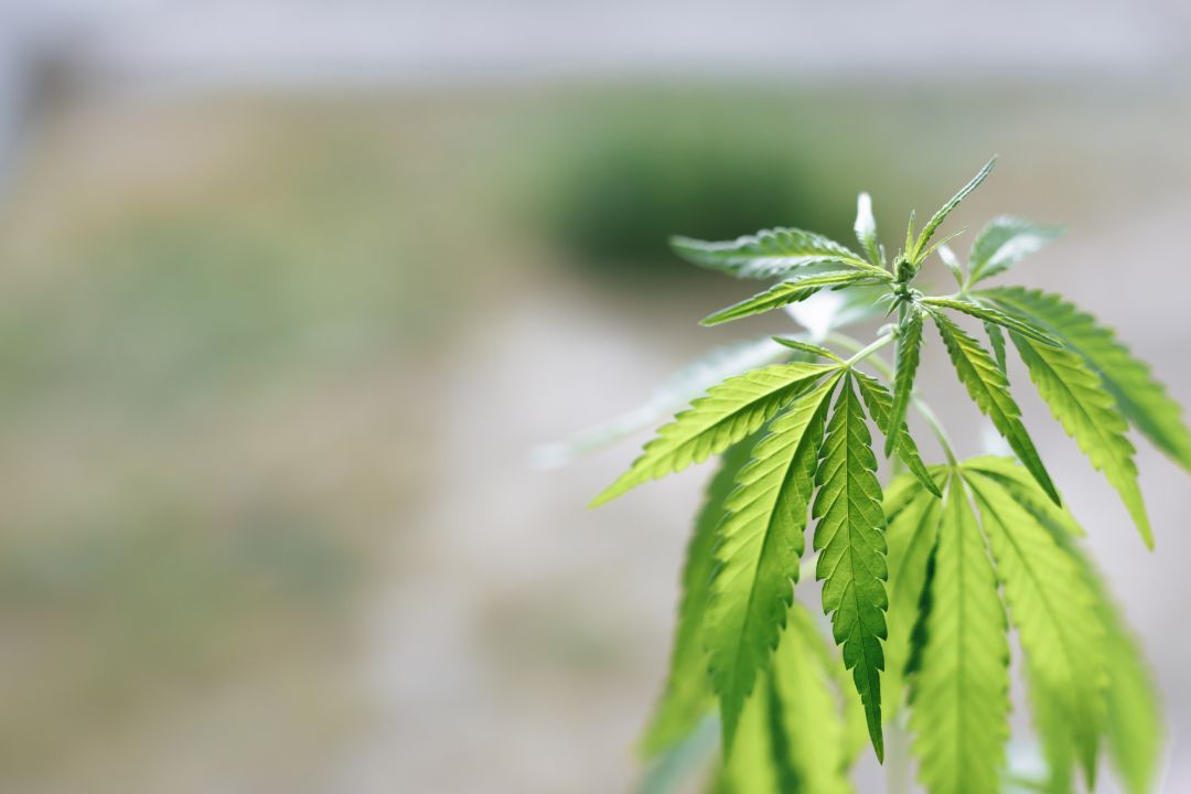 Статьи закона о выращивании конопли лекарства из марихуаны