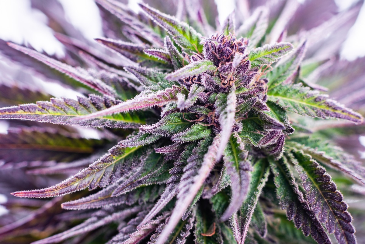 фиолетовые листья у марихуаны