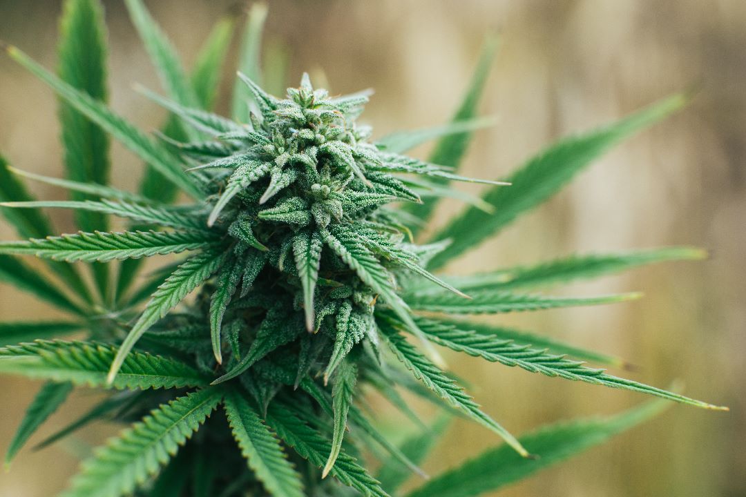 Как получить лицензию на выращивание конопли сколько нужно выкурить марихуаны умереть