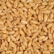 wheat