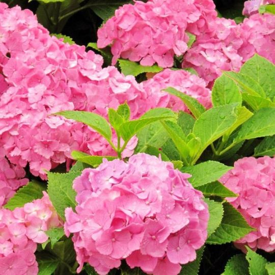 Гортензия широколистная Coquin Pink