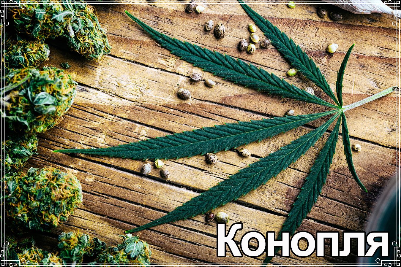 Конопля
