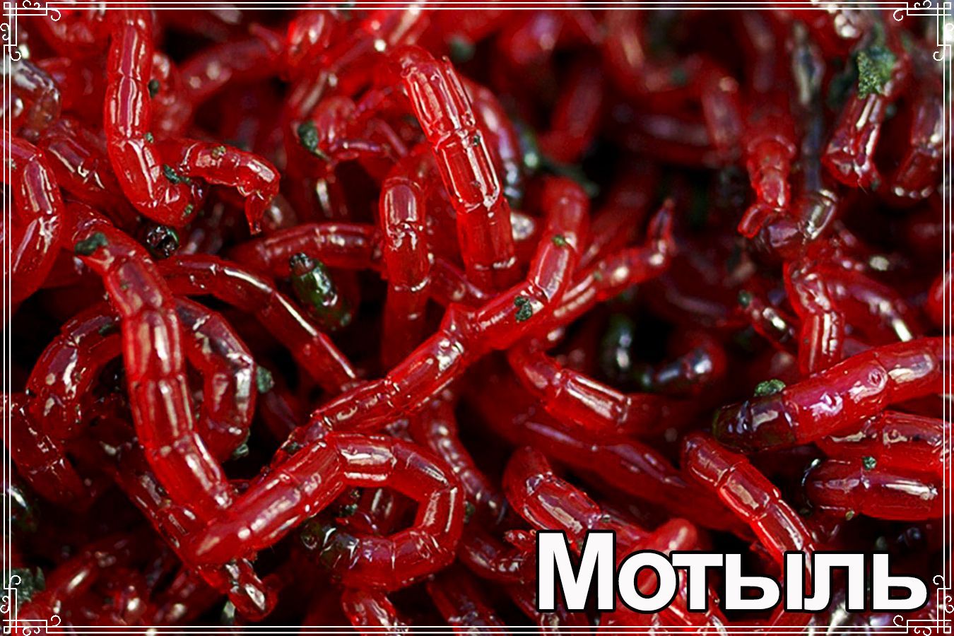 Мотыль