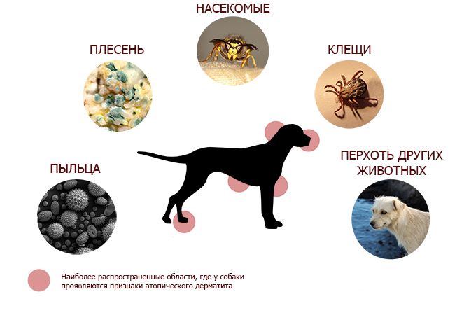 Реферат: Эффективность иммунотерапии при атопическом дерматите у собак
