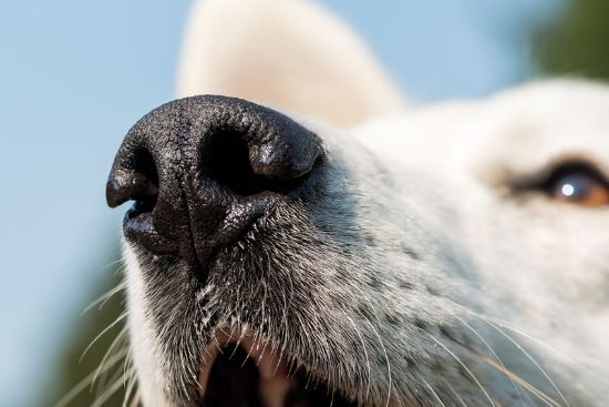 У собаки сохнет нос чем мазать