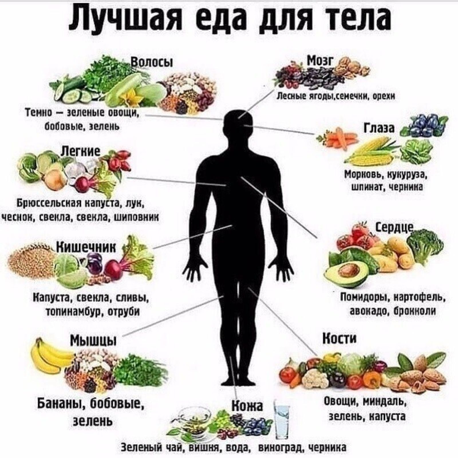Полезные диета для организма без спорта