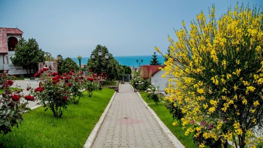 Ёлка Хиллс сукко