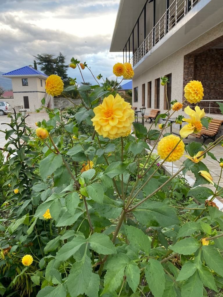 Отель Галина Абхазия Алахадзы