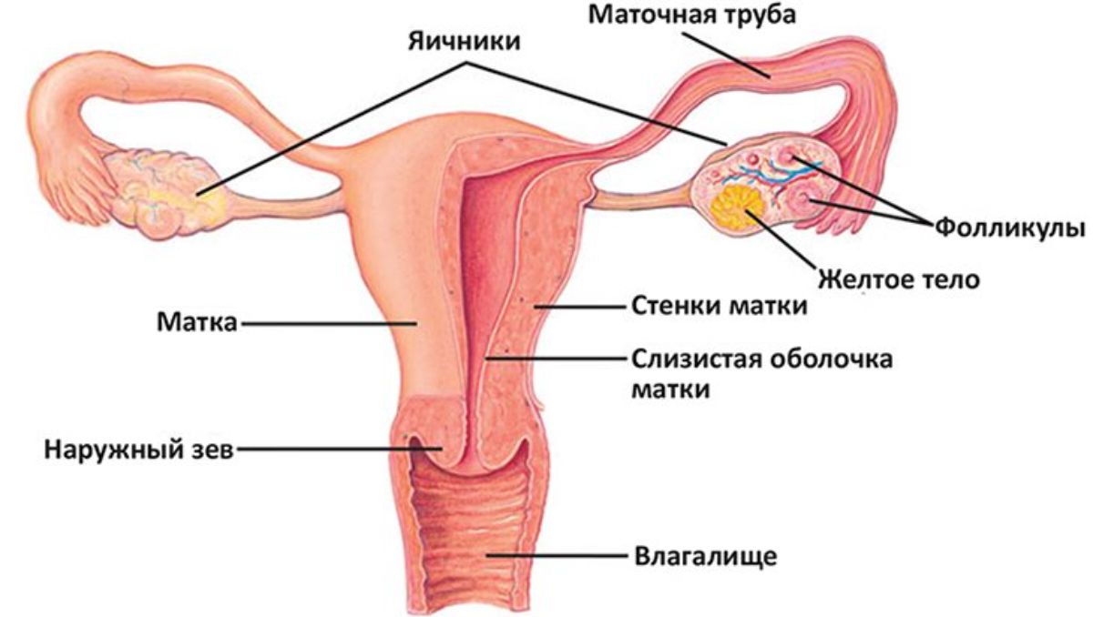 Анатомия репродуктивной системы женщины влагалище
