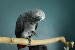 анестезиолог для животных