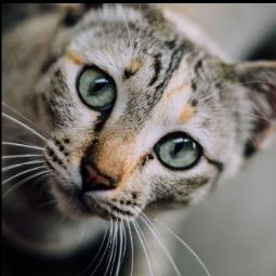 Ветеринарная клиника Добровет