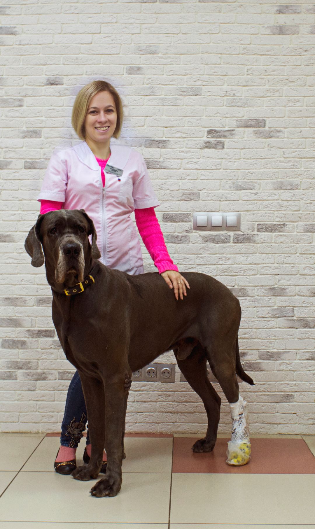 Ветеринарный кардиолог Добровет