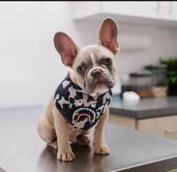 Ветеринарная клиника Добровет