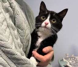 анестезиолог для животных