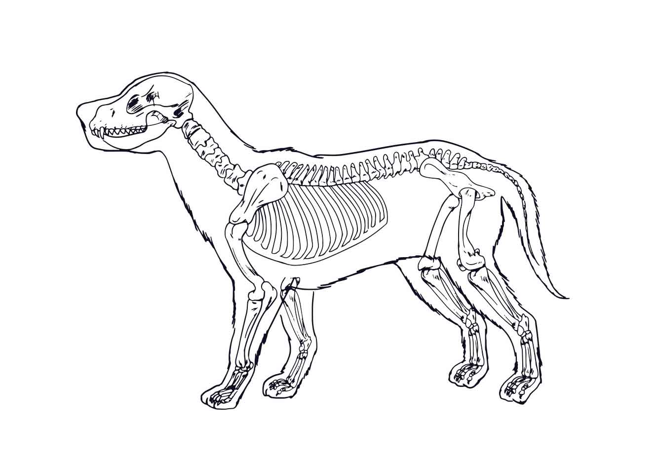 Раскраска скелет собаки