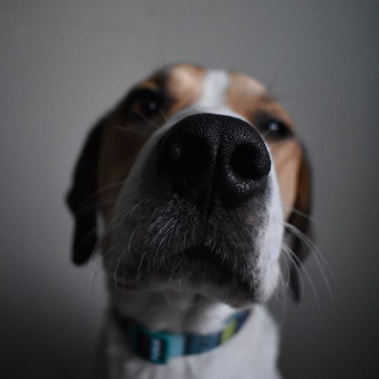 Риноскопия для кошек и собак