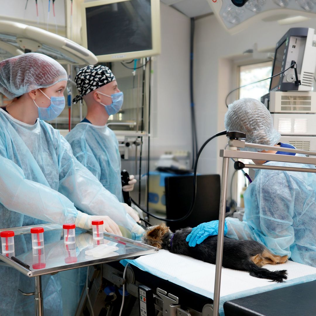Ветеринарный центр Добровет. Гастроскопия для кошек и собак.