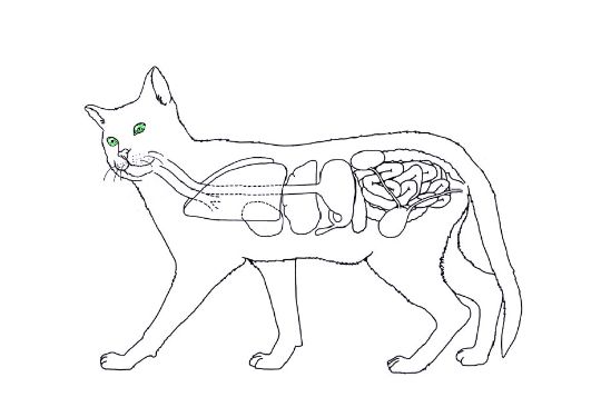 Органы кошки. Анатомия кошки. Внутреннее строение кошки. Легкие кошки анатомия.