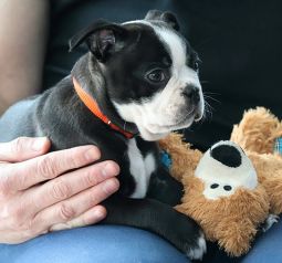 Ветеринарная клиника Добровет