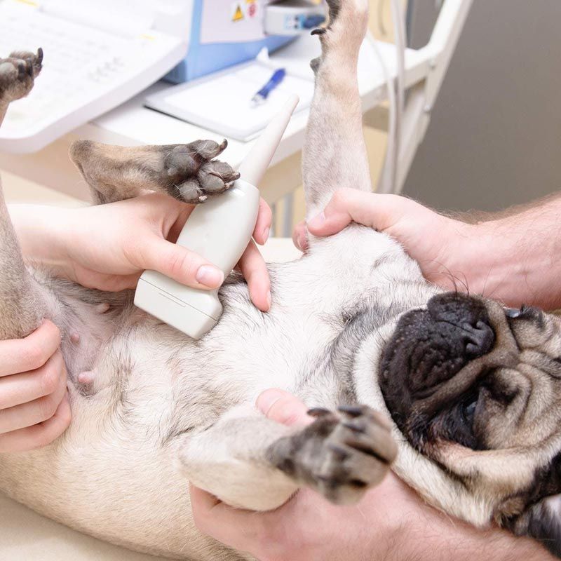 УЗИ сердца собаки