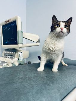 анестезиолог для животных