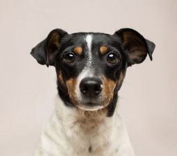 Ветеринарная клиника Добровет