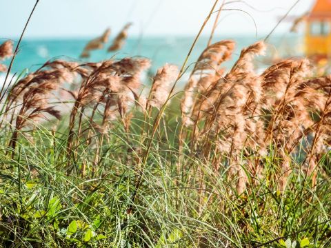 pokos-travy-i-kamysha-po-rostovu-i-rostovskoj-oblasti
