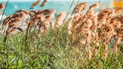 pokos-travy-i-kamysha-po-rostovu-i-rostovskoj-oblasti