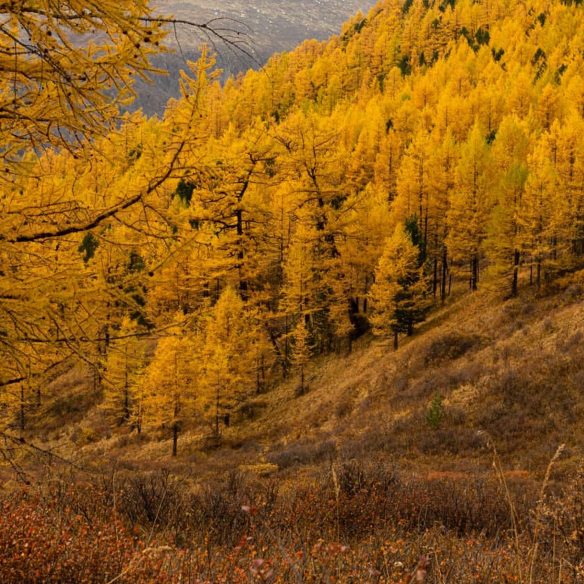 Сердце алтая горный алтай фото