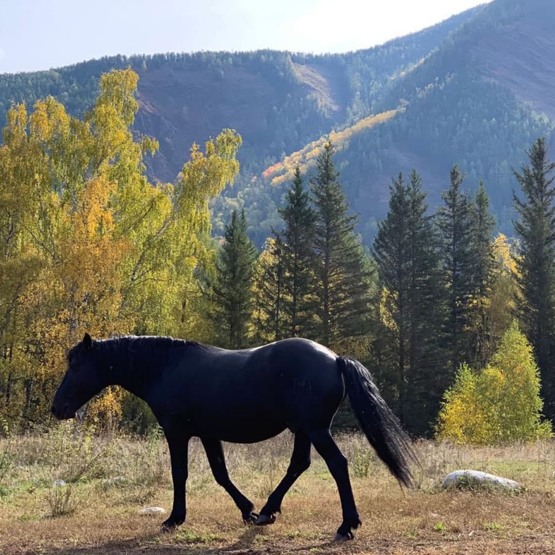 Животные горного алтая фото