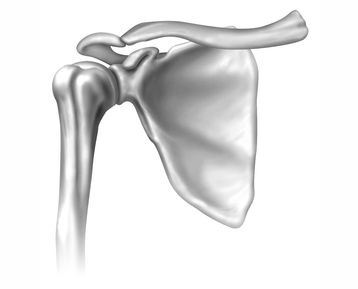 Анатомия плечевого сустава кости