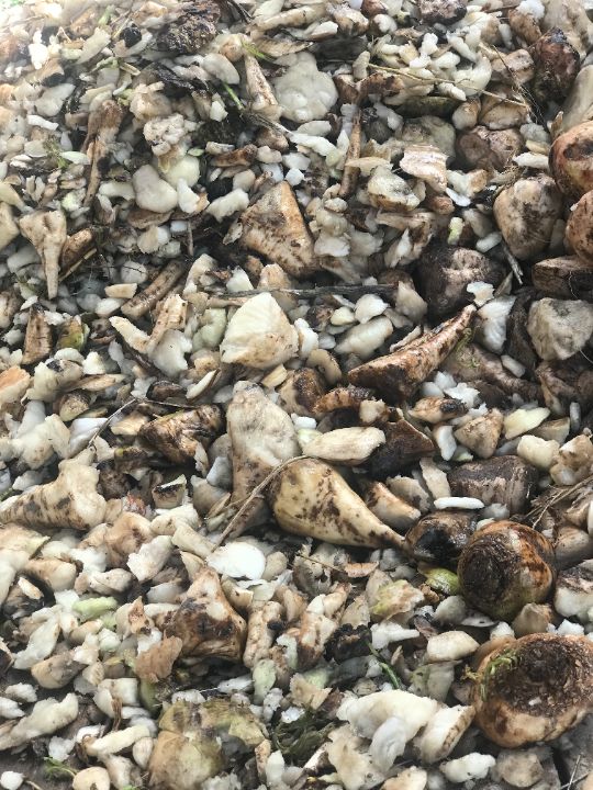 Свекловичные хвостики