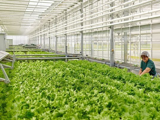 вакуумное охлаждение для тепличных комплексов