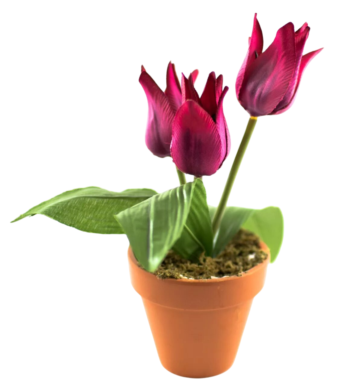 вакуумное охлаждение цветов в горшках