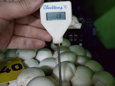 вакуумное охлаждение грибов