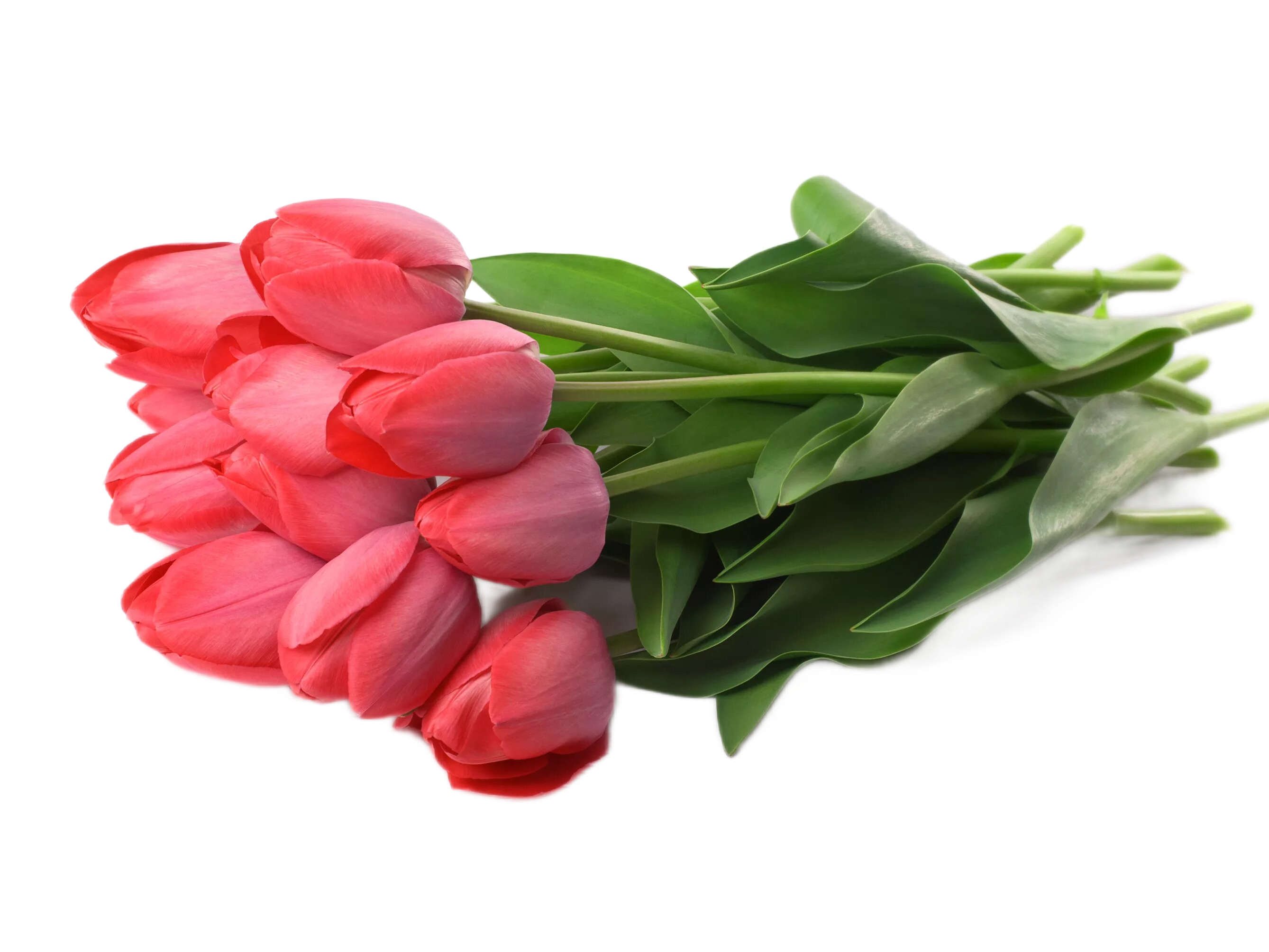 вакуумное охлаждение цветов