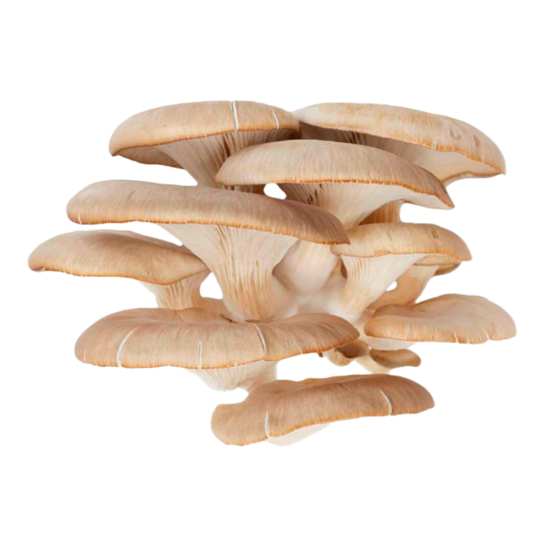 вакуумное охлаждение грибов вешенок