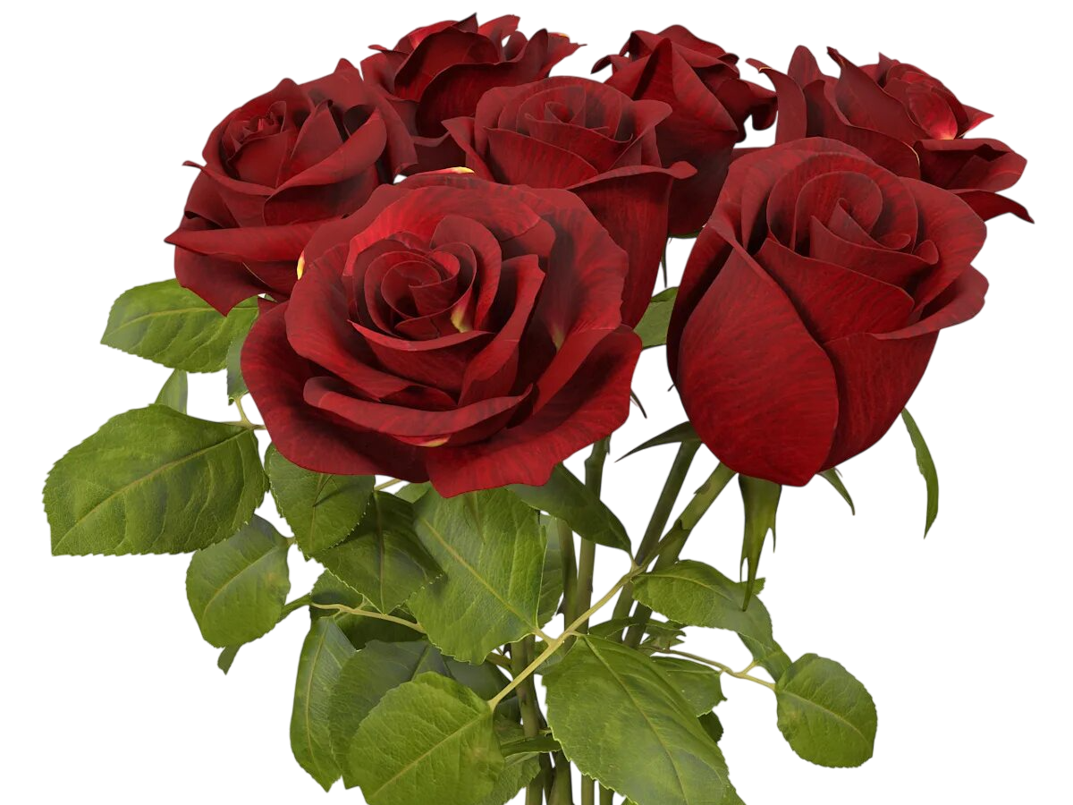 вакуумное охлаждение роз