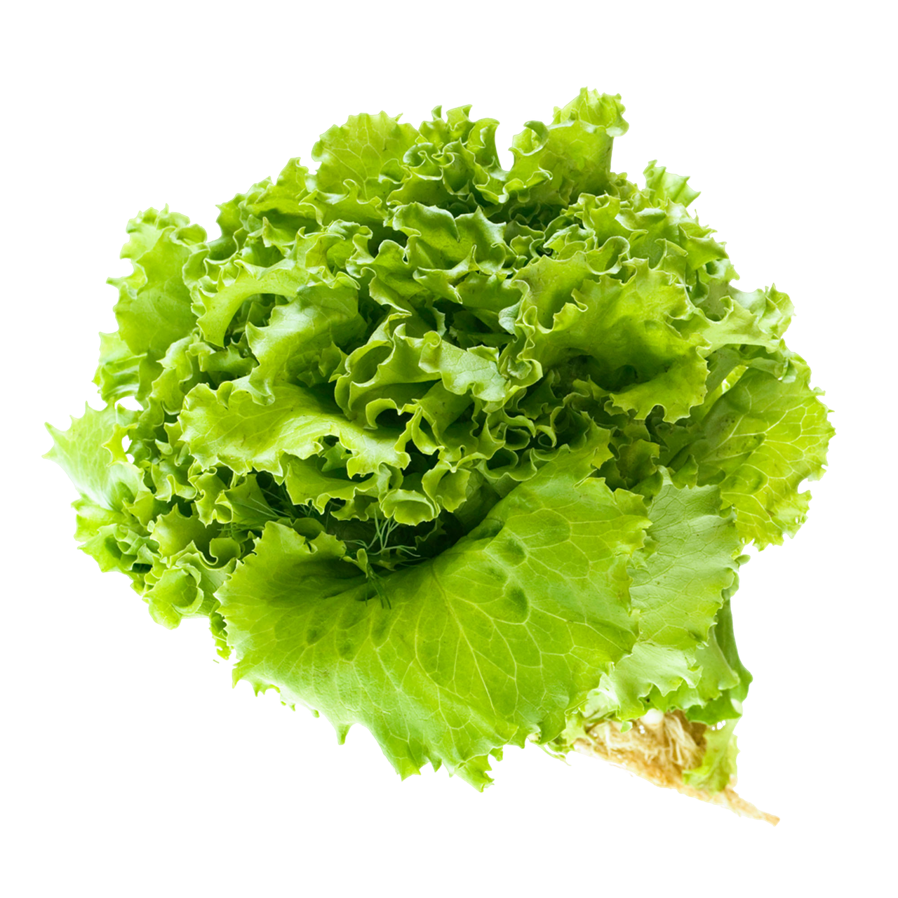вакуумное охлаждение САЛАТОВ