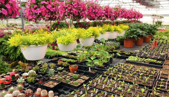 ФРАНШИЗА  ПИТОМНИК